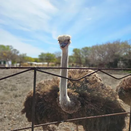 Finca Avestruz Farm stay *