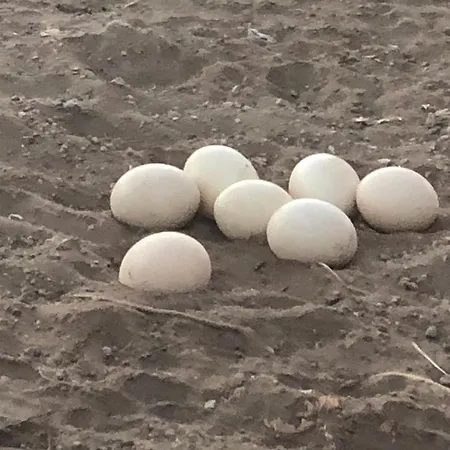 Finca Avestruz 农家乐